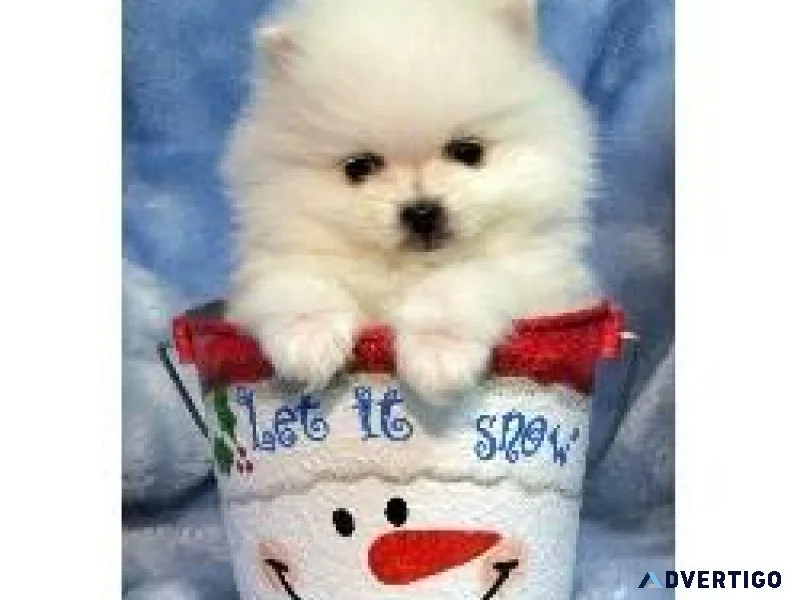 Pom puppies for you