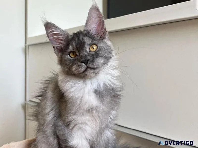 Calico maine coon kittens