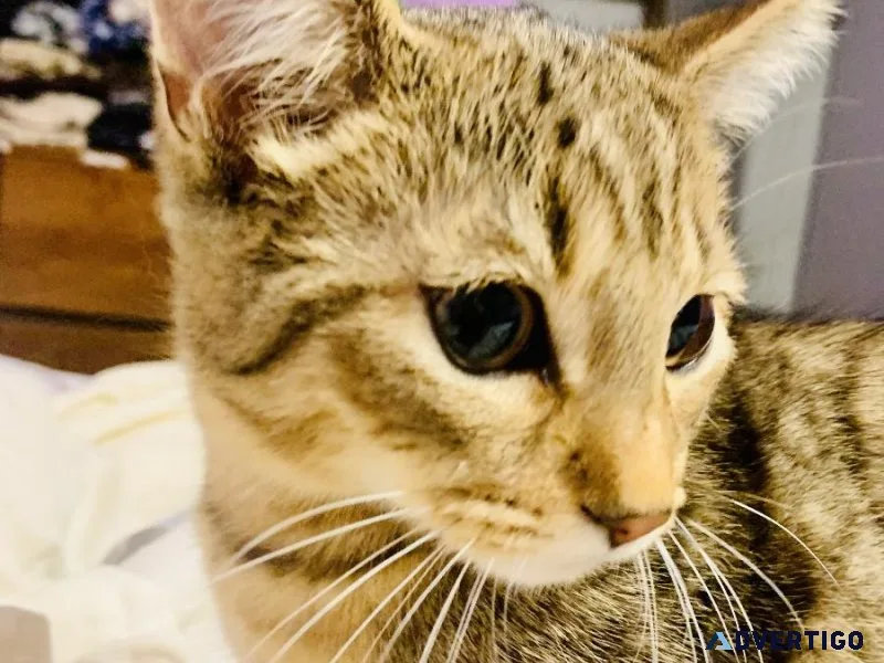 Mackerel Tabby half Main Coon kittens looking for loving home