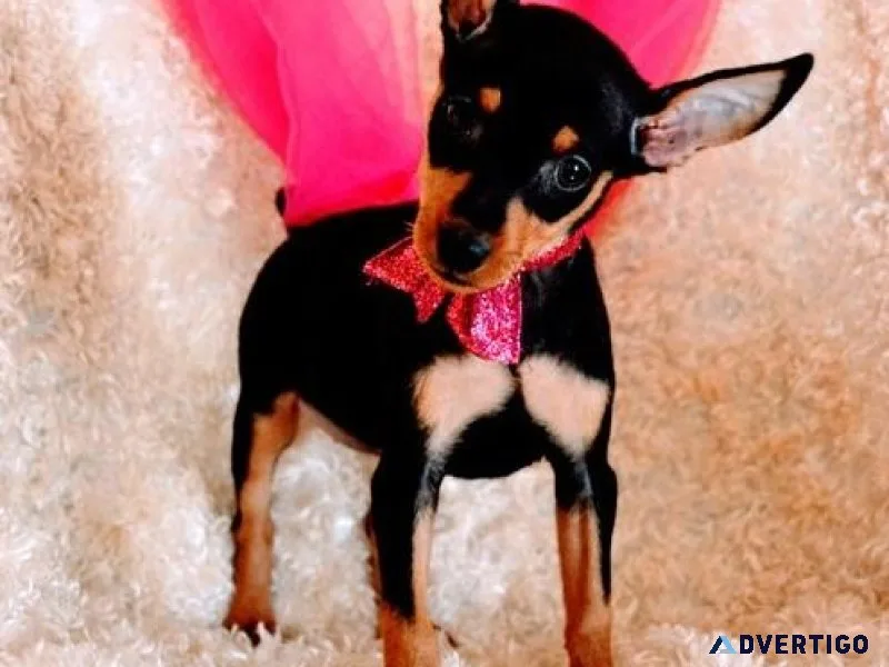 Male and Female Miniature Pinscher Puppies