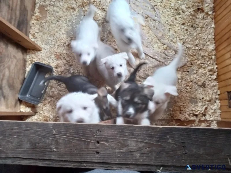 Puppies