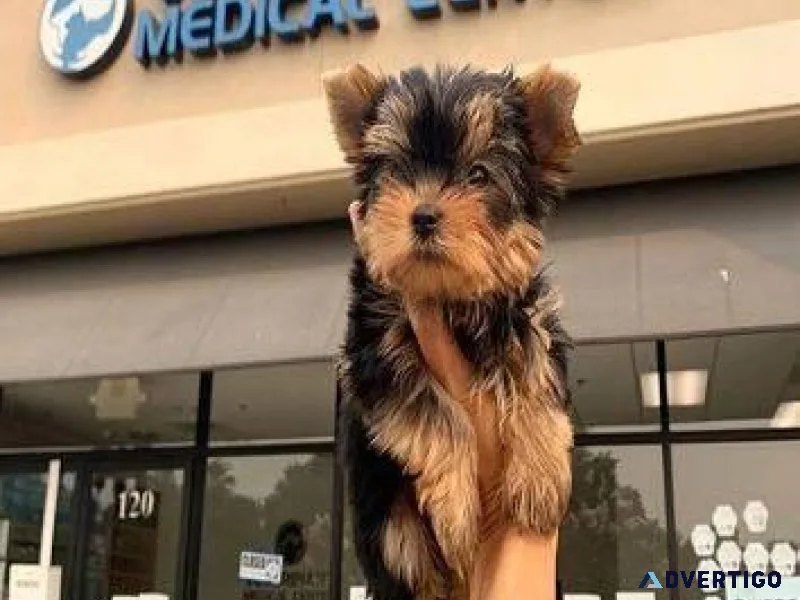 yorkie puppies phoenix
