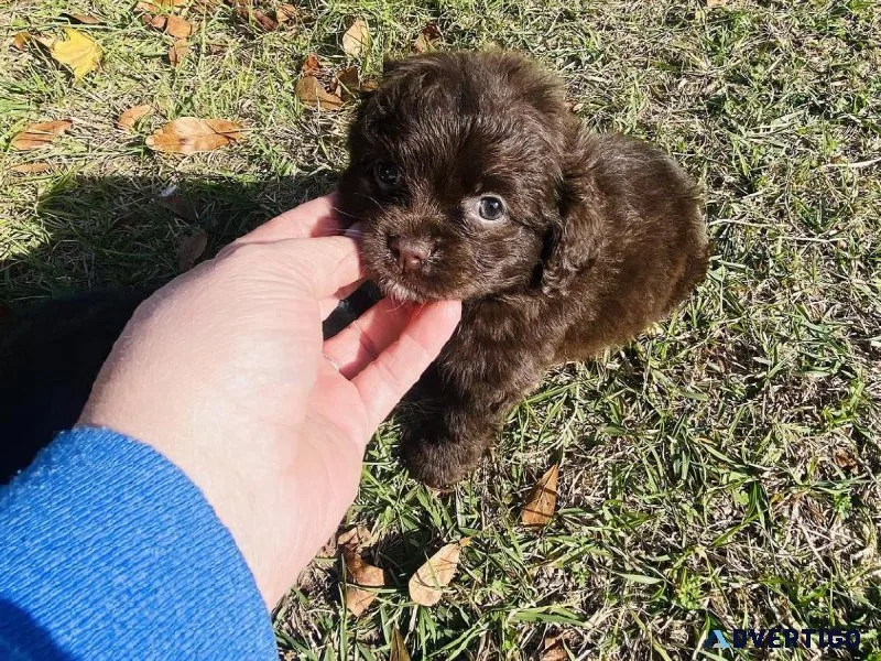 COCKER SPANIEL  PUPPIES