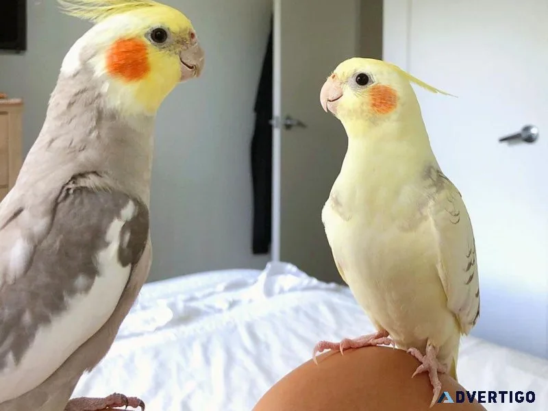Cockatiel Parrots