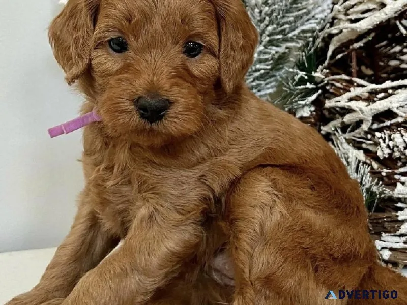 Golden Doodles