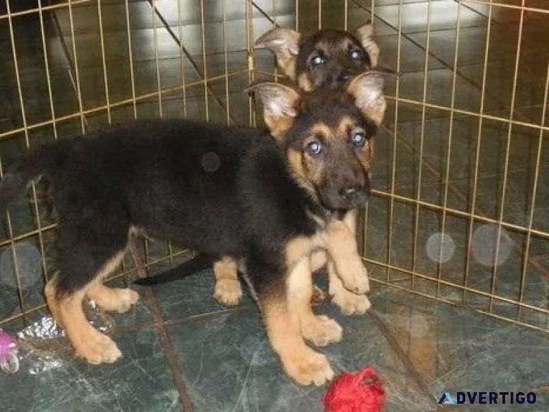 Well Socialized German Shepherd Puppies