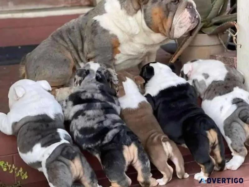 Puppies Rehoming