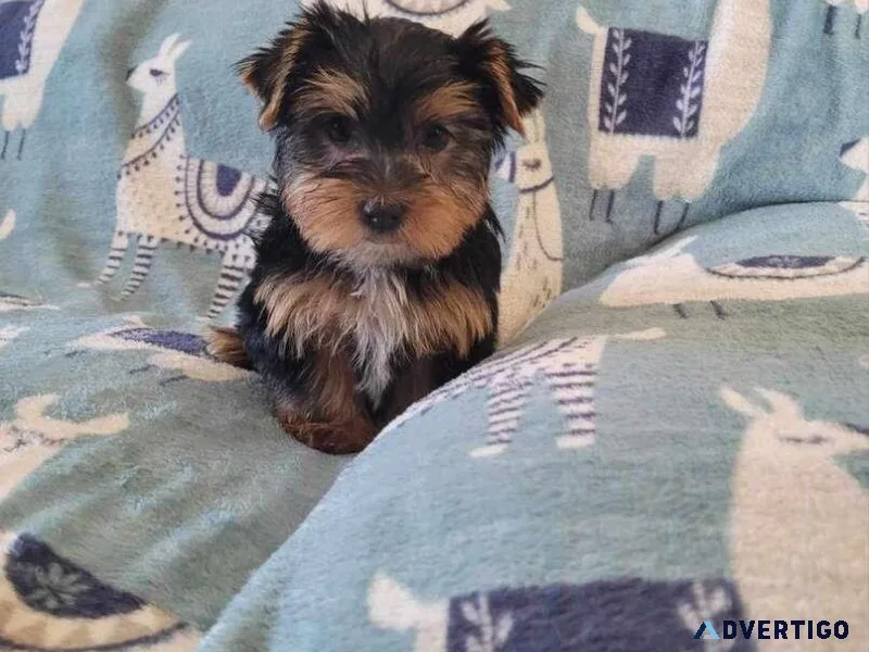Purebred male yorkie