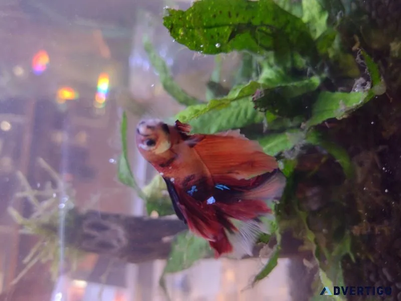 Betta Fish Fish Tank Driftwood Tropical Fish Plants