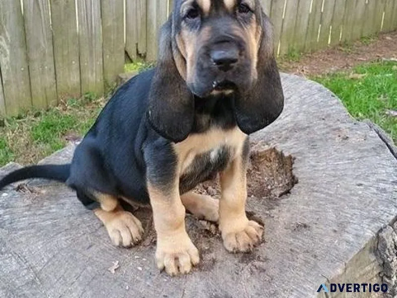 Potty Trained Bloodhound Puppies