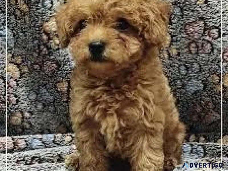 Purebred Toy Poodle puppies for sale