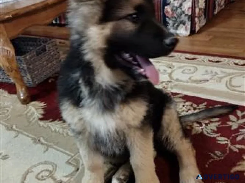 German Shepherd Puppies ready now to go