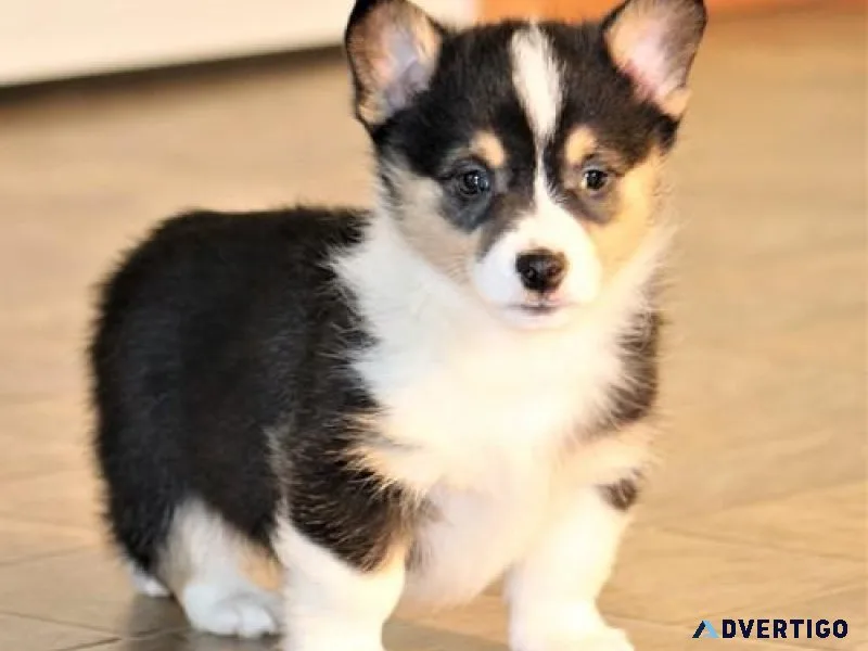 Gorgeous Pembroke Welsh Corgi Puppies For Sale.