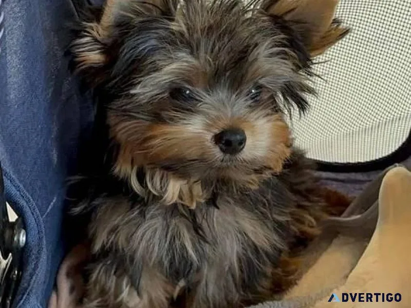 puppies for sale near fort smith ar
