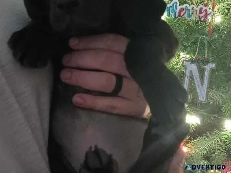 LabHound mix