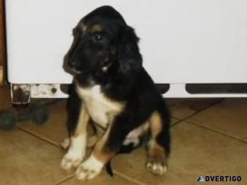 Lovely Afghan Hound Puppies