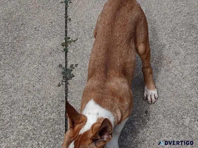 Adorable Male Bull Terrier Puppy Seeking Loving Home