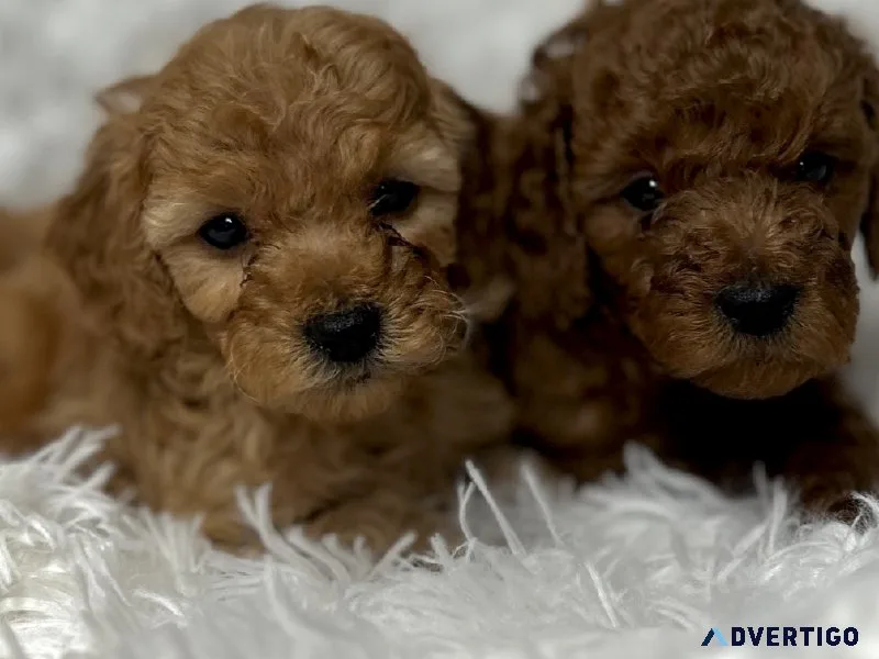 poodle