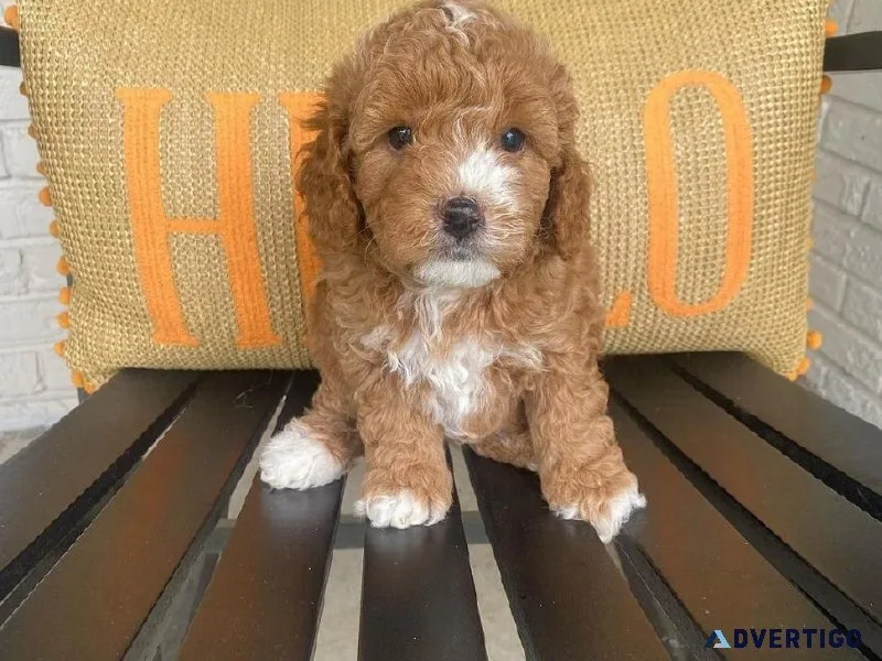 Cavapoo Puppies For Sale