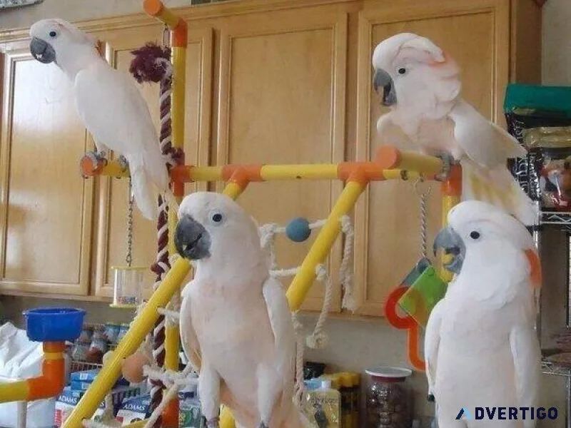 Well Socialized Cockatoos available now for sale