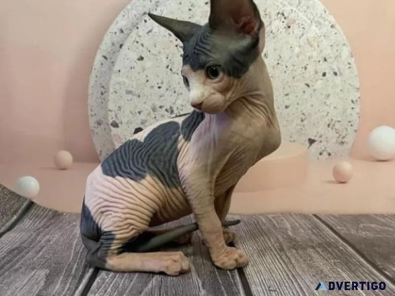 44 DHI Sphynx kitten for Sale