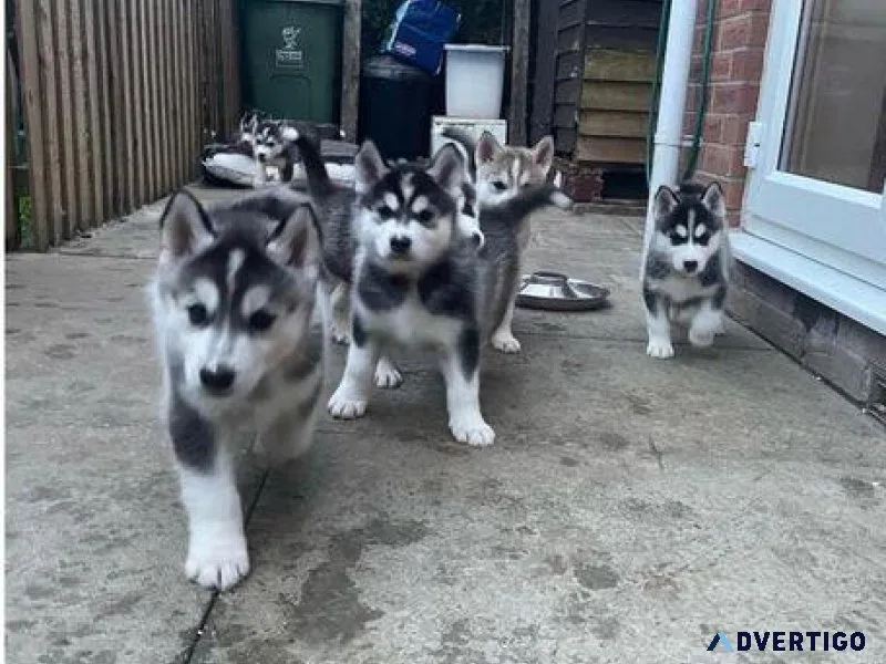 6 KC REG Stunning Siberian Husky Puppies