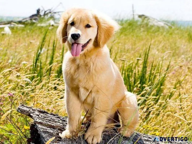 Golden retriever dog at Phoenix