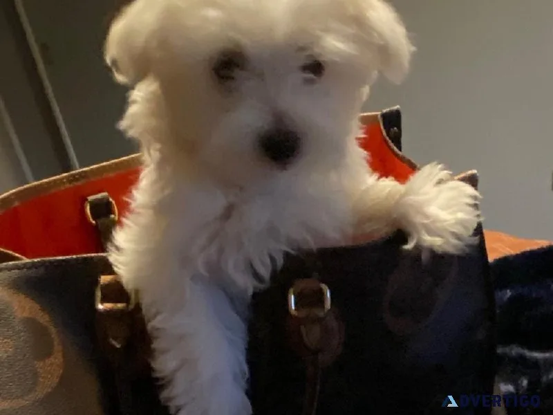 Maltese Puppies