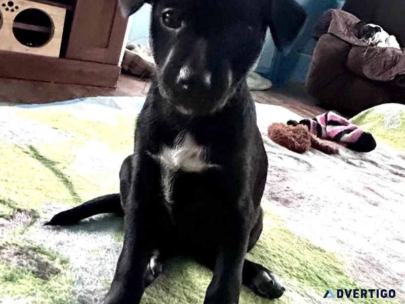Rat Terrier pups