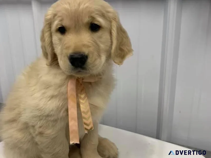 Gorgeous Golden Retriever Puppies ready for new loving homes.