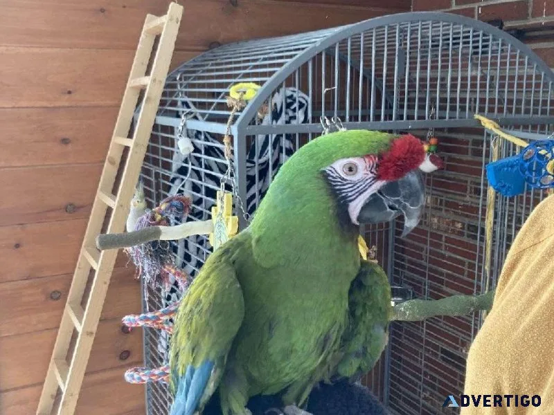 Military Macaws female