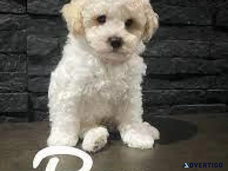 3 Gorgeous Teddy bear Bichonpoo Puppies ready 2 yr health guar.