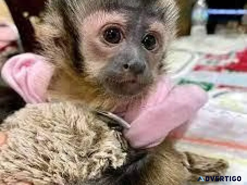 2 Capuchin Monkeys Rehoming