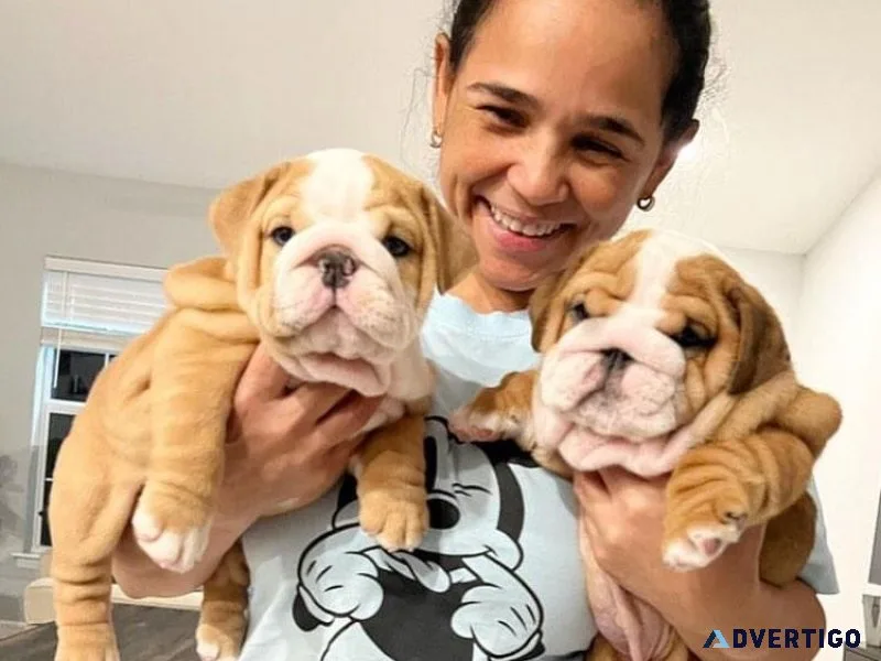 English Bulldog Puppies