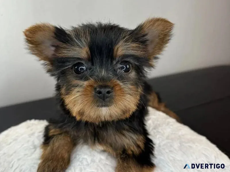 Weeks old Yorkie puppies to give it out
