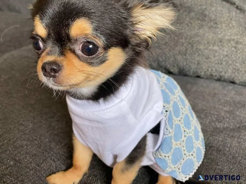 Active Chihuahua Puppies