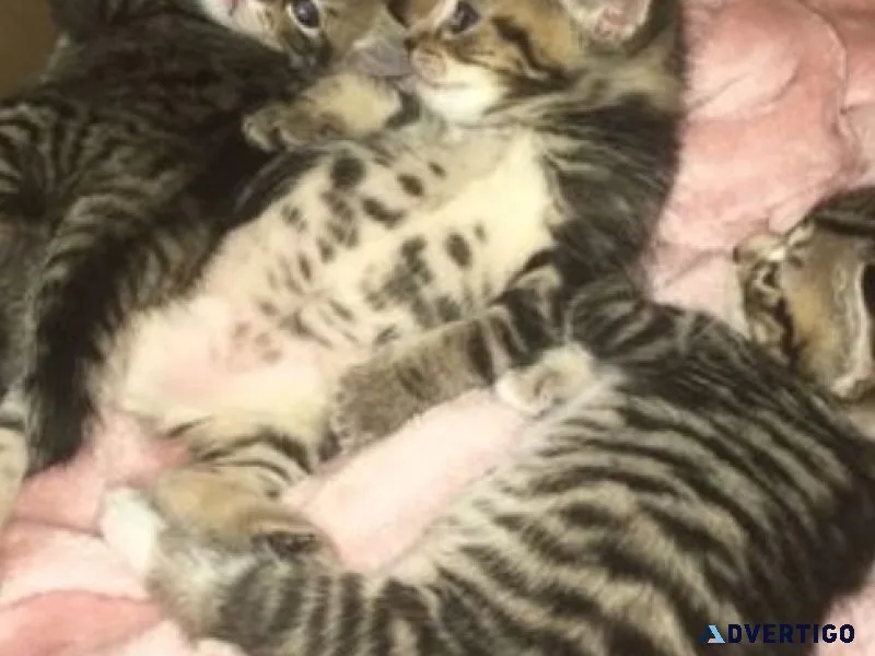 34 Bengals kittens