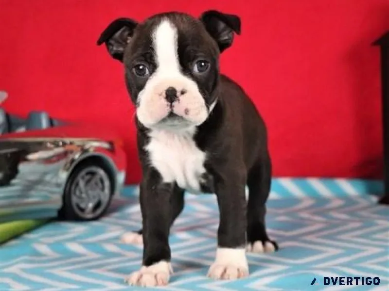 Boston terrier puppies