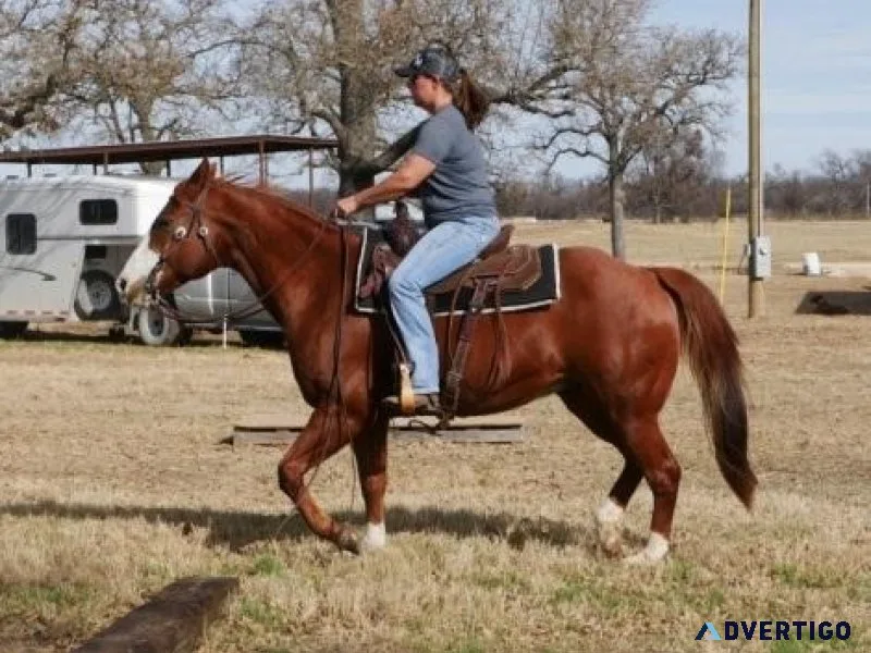 Quarter Horse for sale. Sorrel Gelding. Kids Safe