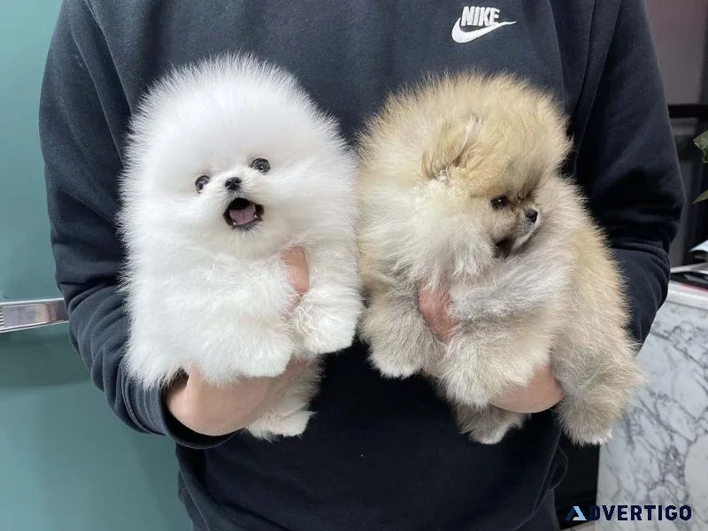 Purebred Pomeranian Puppies available