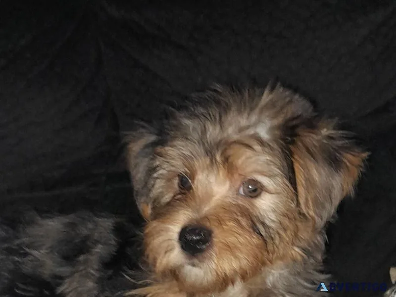 Yorkies