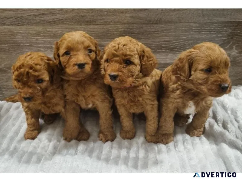 Adorable Toy Poodle Puppies For Sale.
