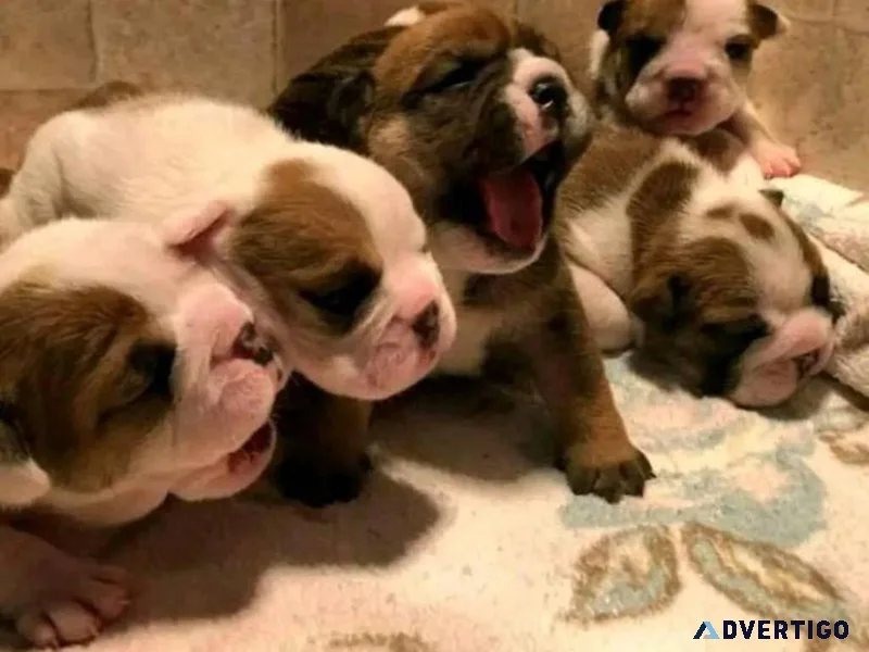 YORKIE PUPPIES FOR SALE