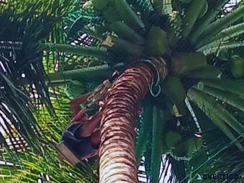 Coconut safety net