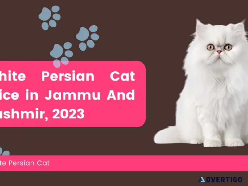 White Persian Cat Price in Jammu And Kashmir 2023