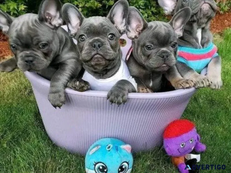 my cute adorable Frenchie puppy for sale.