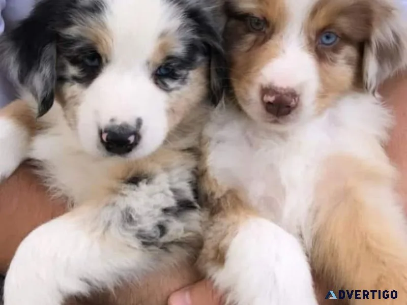 Sweet Australian Shepherd puppies.