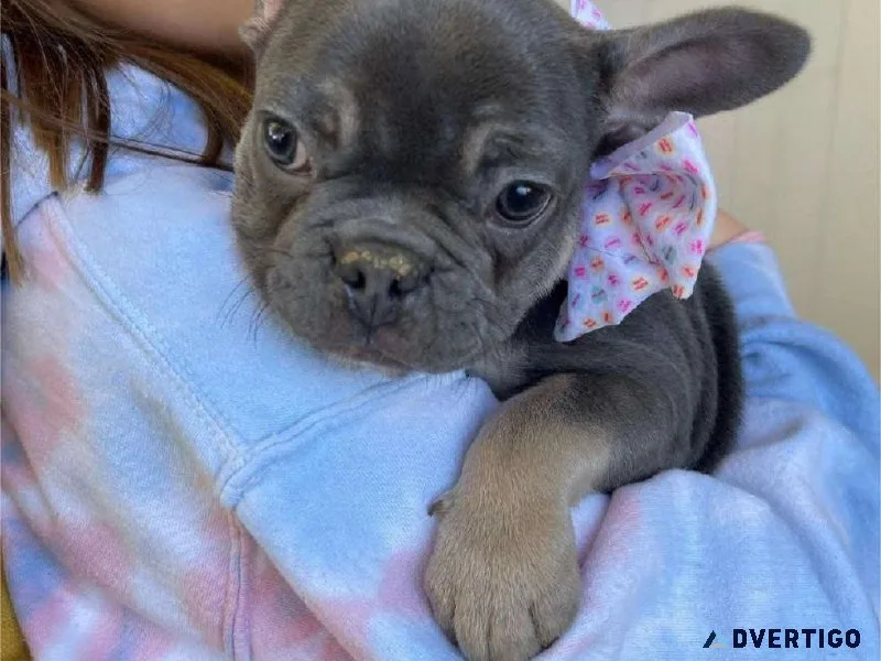 AKC French Bulldog Puppies Available