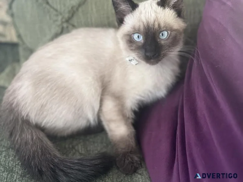 Female Siamese kitten
