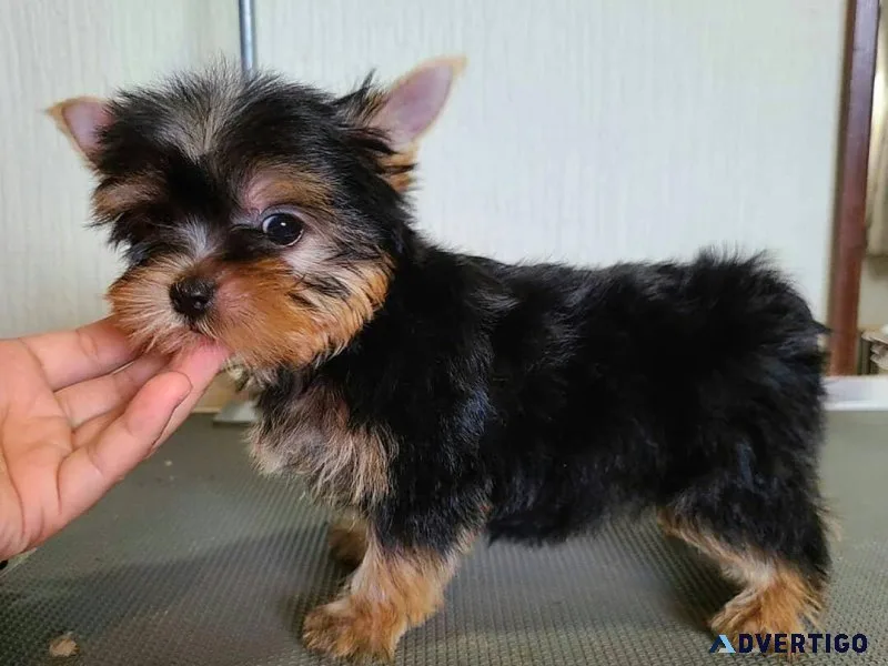 ready Yorkshire terrier puppies